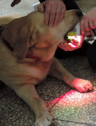 Laseroterapia u psa