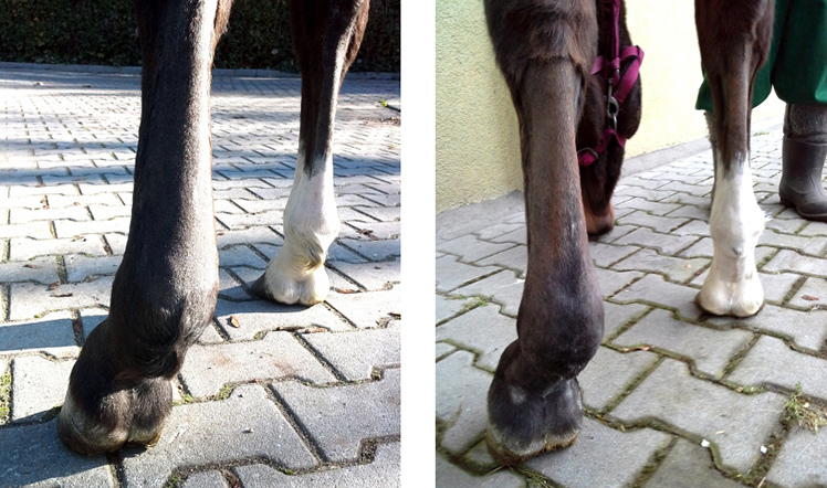 zapalenie stawów u konia leczenie ceea ce este prescris pentru artroza articulației genunchiului